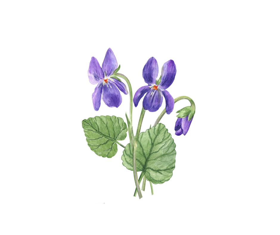 Birth Month Flower Digital Prints